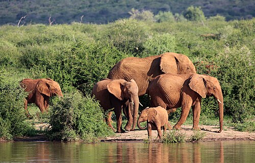 Madikwe Game Reserve